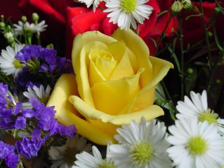 rose jaune parmi les fleurs